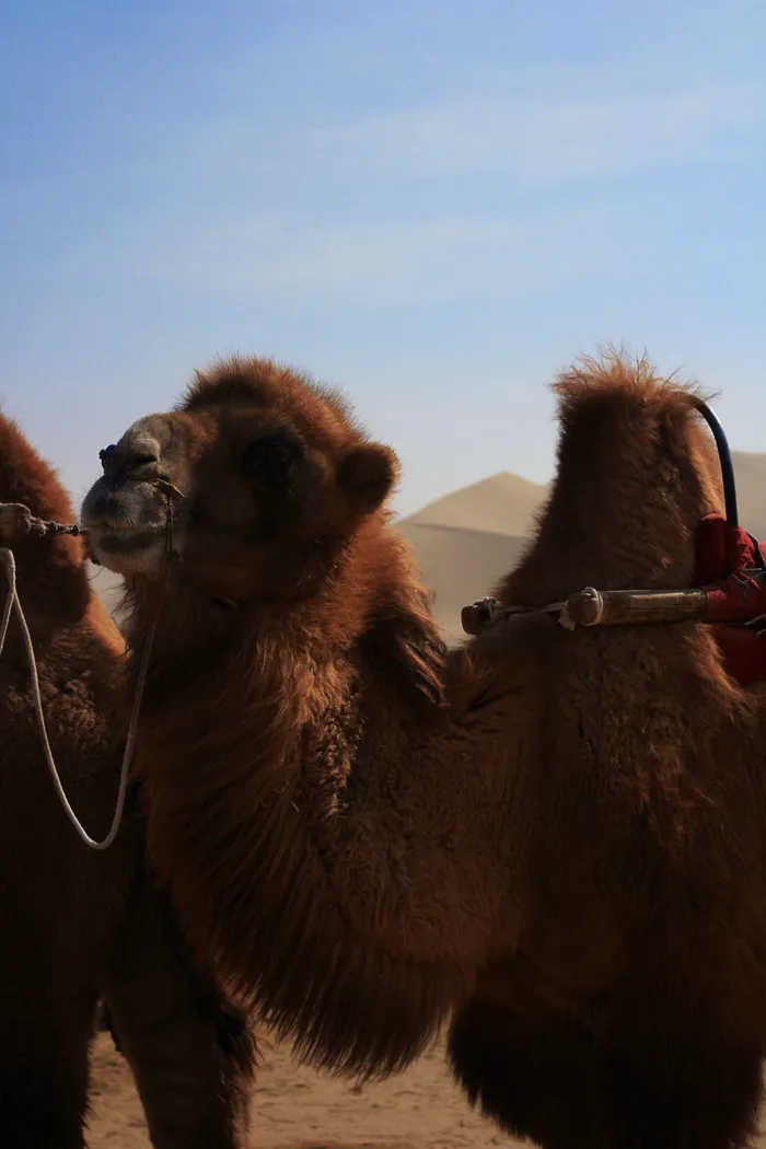 蓝天骆驼鸣沙山风景