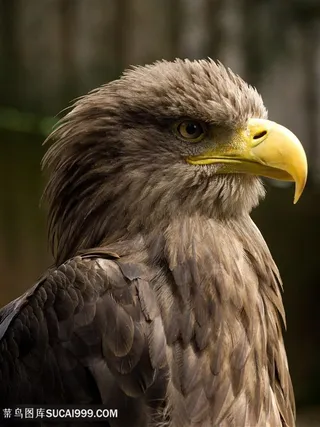 站着的老鹰图片鸟图片