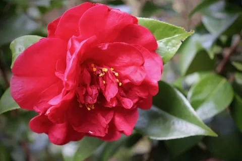 红色茶花开花图片 红色茶花开花图片