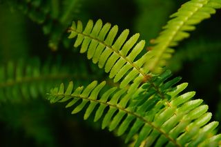 叶子 壁纸 房子 田园 背景