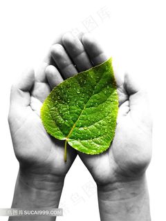 手捧露珠绿叶图片下载