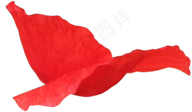花瓣花朵免扣图片  