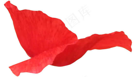 花瓣花朵免扣图片  