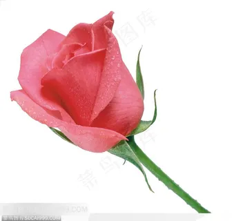 玫瑰花束-斜放的红色玫瑰 玫瑰花束-斜放的红色玫瑰