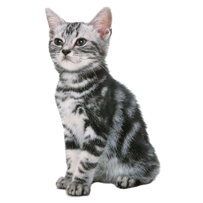 猫咪动物梨花