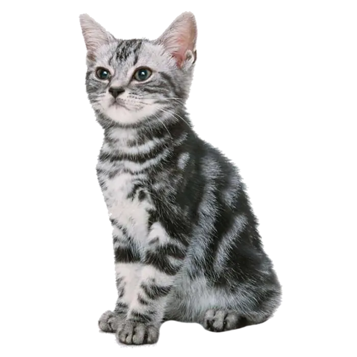 猫咪动物梨花