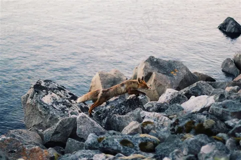 可爱的狐狸图 可爱的狐狸图