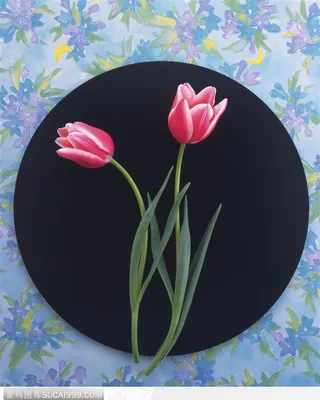 黑色盘中的红色郁金香图片