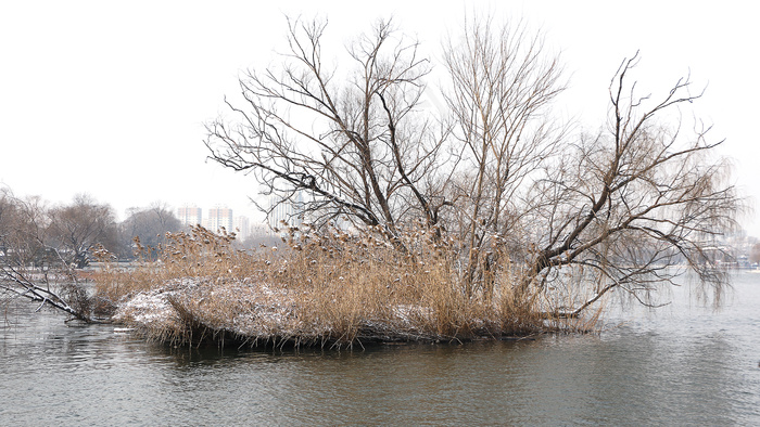 树林 森林 俯瞰 大自然 摄影 自然景观