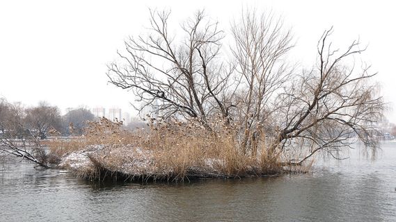 树林 森林 俯瞰 大自然 摄影 自然景观