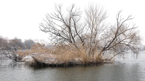 树林 森林 俯瞰 大自然 摄影 自然景观
