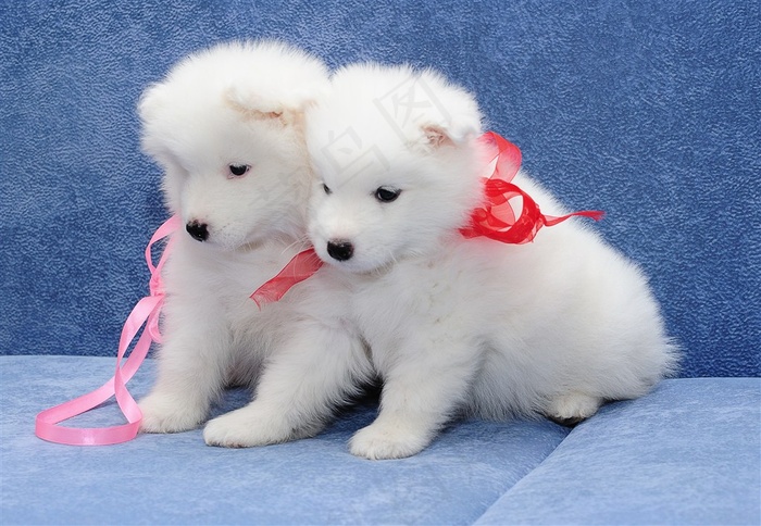 可爱的白色小狗写真图片