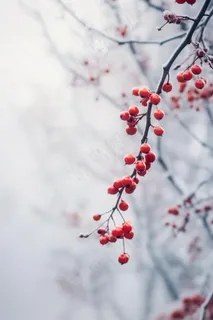 果实红色成霜冰冷背景