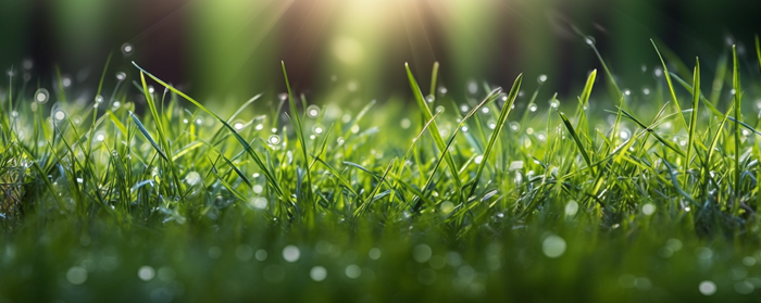 茂密的绿色草丛静距离拍摄叶子上挂载水滴摄影图