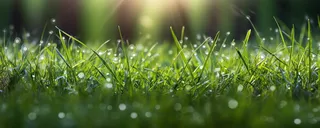 茂密的绿色草丛静距离拍摄叶子上挂载水滴摄影图