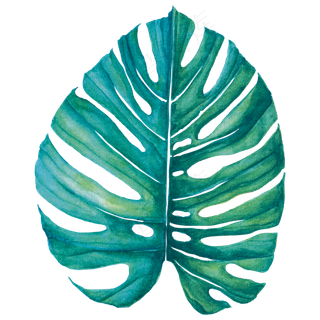 水彩插画-树叶9