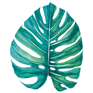 水彩插画-树叶9