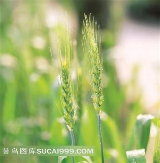 唯美绿色麦子素材图片