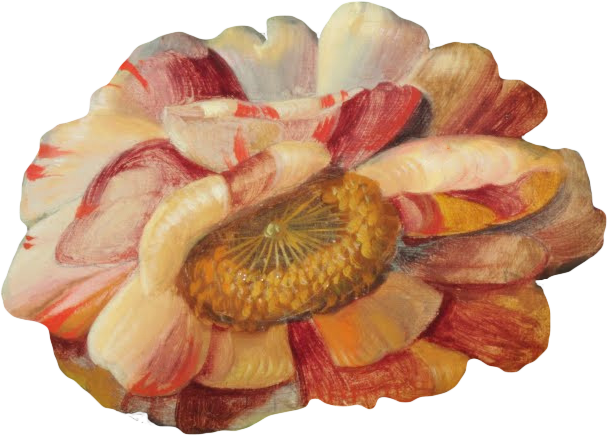 复古油画质感宫廷花卉植物花朵鲜花拼贴图案PNG免抠图片设计素材