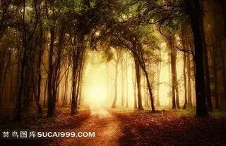 黄昏时分的树林图片素材