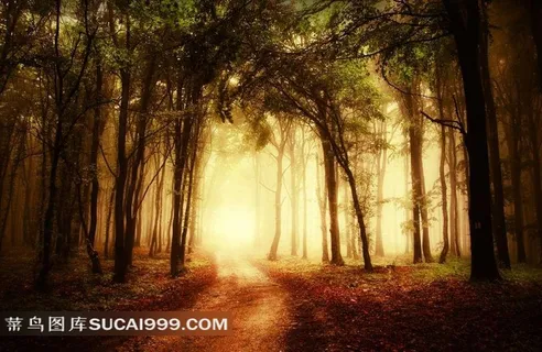 黄昏时分的树林图片素材 黄昏时分的树林图片素材