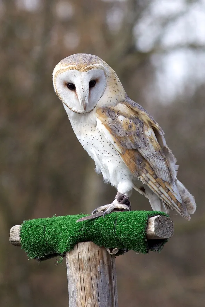 猫头鹰野生动物设计素材动物园鹰