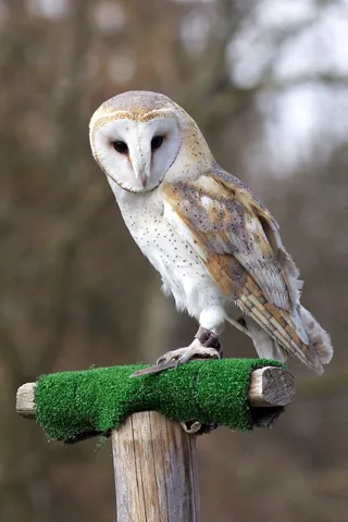 猫头鹰野生动物设计素材动物园鹰