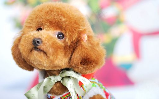 宠物狗泰迪犬图片