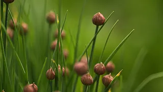 树叶 树 绿色 背景 自然 花园 绿色的 叶 森林 fen