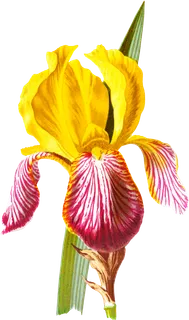 复古手绘植物花卉玫瑰花PNG免扣图案高清图片PS设计素材图 复古手绘植物花卉玫瑰花PNG免扣图案高清图片PS设计素材图