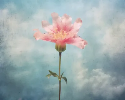 多云背景的粉红色花朵川内凛子的风格花朵摄影图