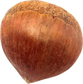 08_Chestnut