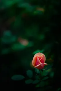 花园里盛开的花蕾图片