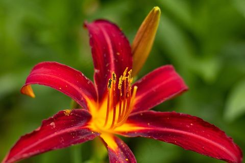 萱草花特写图片 萱草花特写图片