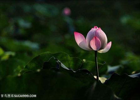 唯美含苞待放的荷花图片