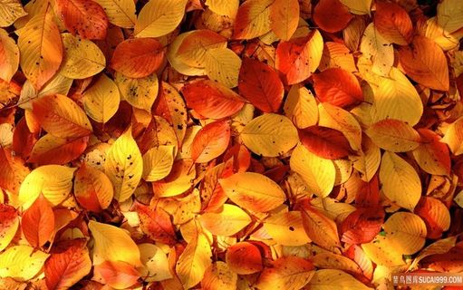 叶子红叶黄叶一地红叶金黄