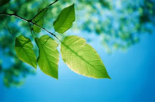 聚焦仰拍几篇树叶的摄影摄影图桌面壁纸