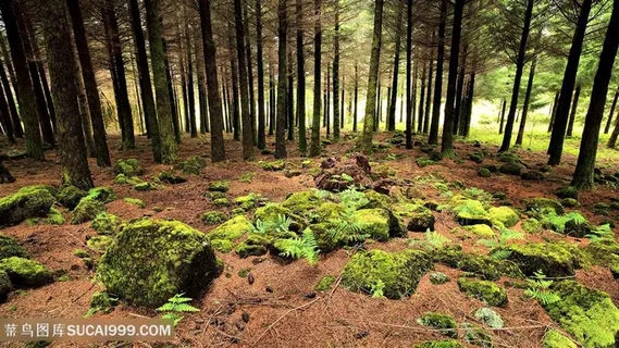 森林树林美景壁纸