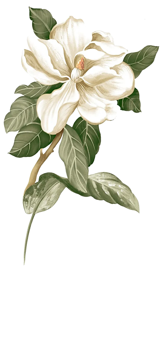 栀子花png