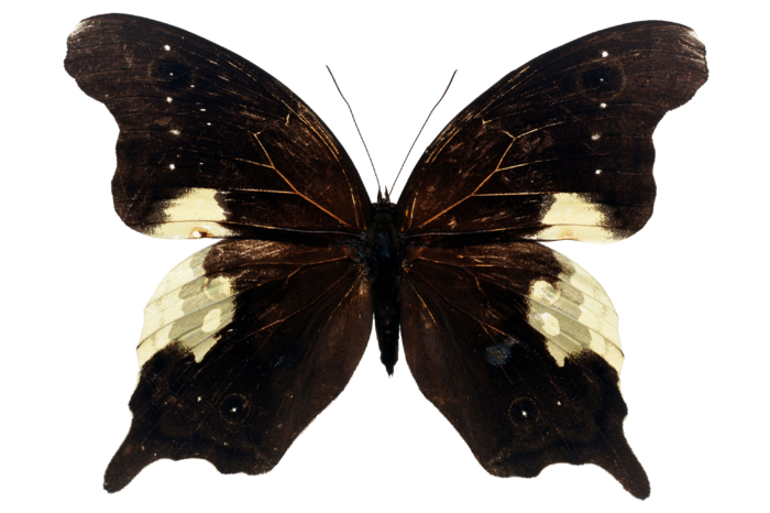 蝴蝶 彩蝶 花蝴蝶 动物 昆虫 免抠