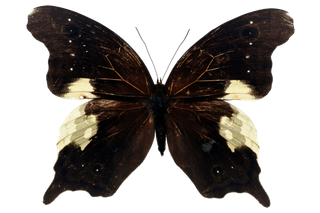 蝴蝶 彩蝶 花蝴蝶 动物 昆虫 免抠