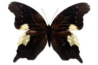 蝴蝶 彩蝶 花蝴蝶 动物 昆虫 免抠