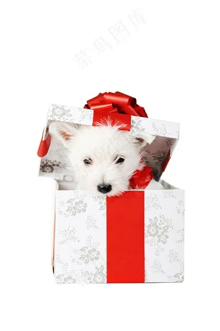 狗可爱图片素材