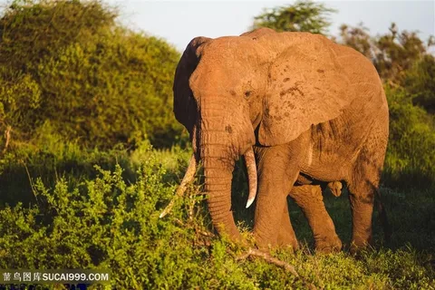 高清野外草地上大象图片 高清野外草地上大象图片