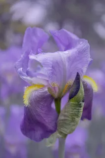 浪漫紫色鹫尾花图片 浪漫紫色鹫尾花图片
