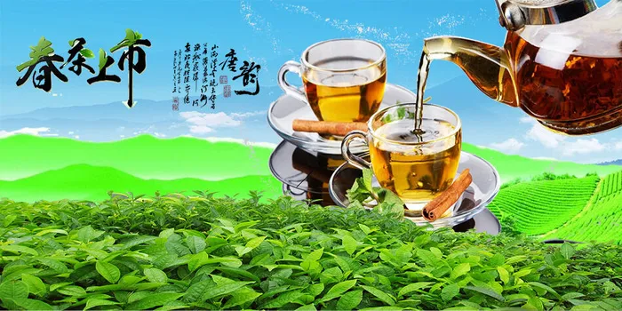 春茶上市茶叶背景psd模版下载