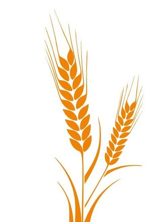 矢量金色麦穗