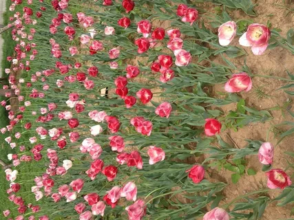 世博园花海 鲜花 世博园花海 鲜花