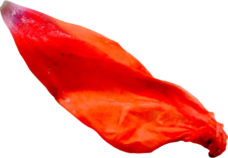 花瓣花朵免扣图片 