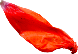 花瓣花朵免扣图片 